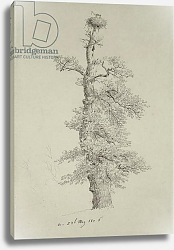 Постер Фридрих Каспар (Caspar David Friedrich) Ancient Oak Tree with a Stork's Nest, 23rd May 1806 Постер Фридрих Каспар (Caspar David Friedrich) Ancient Oak Tree with a Stork's Nest, 23rd May 1806