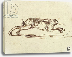 Постер Сеймур Джеймс A Hare Running, With Ears Laid Back Постер Сеймур Джеймс A Hare Running, With Ears Laid Back