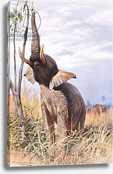 Постер Кунер Вильгельм African Elephant, illustration from'Wildlife of the World', c.1910 Постер Кунер Вильгельм African Elephant, illustration from'Wildlife of the World', c.1910