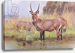 Постер Кунер Вильгельм Water Buck, illustration from'Wildlife of the World', c.1910 Постер Кунер Вильгельм Water Buck, illustration from'Wildlife of the World', c.1910