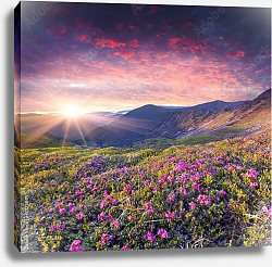 Постер Карпаты. Magic pink rhododendron flowers in the mountains Постер Карпаты. Magic pink rhododendron flowers in the mountains