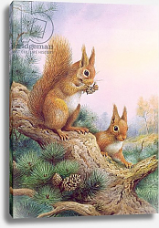 Постер Даннер Карл (совр) Pair of Red Squirrels on a Scottish Pine Постер Даннер Карл (совр) Pair of Red Squirrels on a Scottish Pine