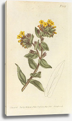 Постер Lithospermum Orientale. Yellow Gromwell, or Bugloss Постер Lithospermum Orientale. Yellow Gromwell, or Bugloss