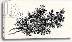 Постер Бевик Томас Bird's Nest, from the 'History of British Birds' Volume I, pub. 1797 Постер Бевик Томас Bird's Nest, from the 'History of British Birds' Volume I, pub. 1797