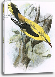 Постер Школа: Английская 20в. Golden Oriole Постер Школа: Английская 20в. Golden Oriole