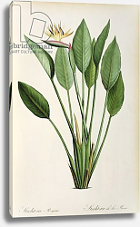 Постер Редюти Пьер Strelitzia Reginae, from 'Les Strelitziaceae' Постер Редюти Пьер Strelitzia Reginae, from 'Les Strelitziaceae'