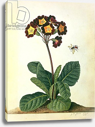 Постер Эгрет Джордж Primulaecae: a Flowering Polyanthus with a Flying Insect, 1764 Постер Эгрет Джордж Primulaecae: a Flowering Polyanthus with a Flying Insect, 1764