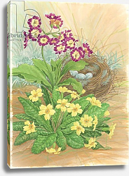 Постер Бентон Линда (совр) Auricula, Primrose and Nest, 1998 Постер Бентон Линда (совр) Auricula, Primrose and Nest, 1998