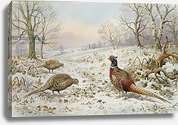 Постер Даннер Карл (совр) Pheasant and Partridges in a Snowy Landscape Постер Даннер Карл (совр) Pheasant and Partridges in a Snowy Landscape