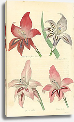 Постер Gladiolus var Queen Victoria, G. var Picta Blandas, G. var Venus, G. var Victor Постер Gladiolus var Queen Victoria, G. var Picta Blandas, G. var Venus, G. var Victor