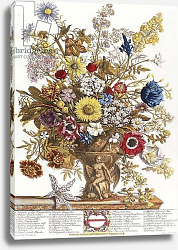 Постер Кастилс Питер November, from 'Twelve Months of Flowers', 1730 Постер Кастилс Питер November, from 'Twelve Months of Flowers', 1730