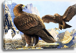 Постер Дэвис Р. (жив, дет) King of Birds, from 'Nature Wonderland', 1970 Постер Дэвис Р. (жив, дет) King of Birds, from 'Nature Wonderland', 1970