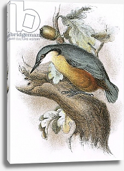 Постер Школа: Английская 20в. Nuthatch 2 Постер Школа: Английская 20в. Nuthatch 2