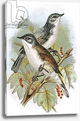 Постер Школа: Английская 20в. Whitethroat and Lesser Whitethroat Постер Школа: Английская 20в. Whitethroat and Lesser Whitethroat