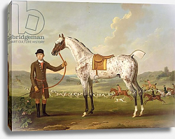 Постер Спенсер Томас Scipio, Colonel Roche's Spotted Hunter, c.1750 Постер Спенсер Томас Scipio, Colonel Roche's Spotted Hunter, c.1750