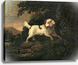 Постер Купер Эдвард Study of Clumber Spaniel in Wooded River Landscape Постер Купер Эдвард Study of Clumber Spaniel in Wooded River Landscape