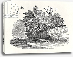 Постер Бевик Томас Fox escaping, from 'The General History of Quadrupeds', published 1790 Постер Бевик Томас Fox escaping, from 'The General History of Quadrupeds', published 1790