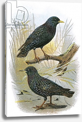 Постер Школа: Английская 20в. Common Starling and Intermediate Starling Постер Школа: Английская 20в. Common Starling and Intermediate Starling