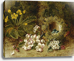 Постер Клер Оливер Apple Blossoms, a Primrose and Birds Nest on a Mossy Bank, Постер Клер Оливер Apple Blossoms, a Primrose and Birds Nest on a Mossy Bank,