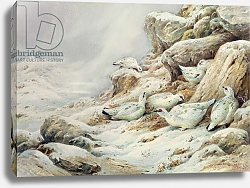 Постер Даннер Карл (совр) Ptarmigan in snow covered landscape Постер Даннер Карл (совр) Ptarmigan in snow covered landscape