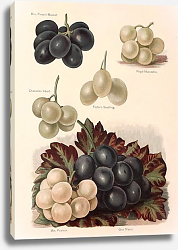 Постер Grapes - Mrs Pince's Muscat, Royal Muscadine, Chasselas Vibert, Foster's Seedling,Mrs Pearson, Gros Постер Grapes - Mrs Pince's Muscat, Royal Muscadine, Chasselas Vibert, Foster's Seedling,Mrs Pearson, Gros