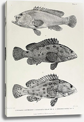 Постер Serranus erythraeus, Serranus dispar var. A, Serranus dispar var. B Постер Serranus erythraeus, Serranus dispar var. A, Serranus dispar var. B