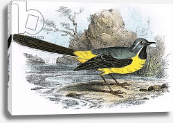 Постер Школа: Английская 20в. Grey Wagtail Постер Школа: Английская 20в. Grey Wagtail