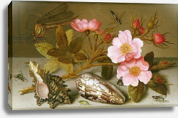 Постер Аст Балтазар Still life depicting flowers, shells and a dragonfly Постер Аст Балтазар Still life depicting flowers, shells and a dragonfly