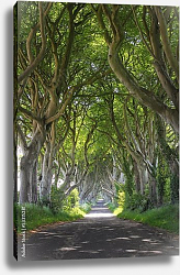 Постер Ирландия. Буковая аллея Dark Hedges Постер Ирландия. Буковая аллея Dark Hedges