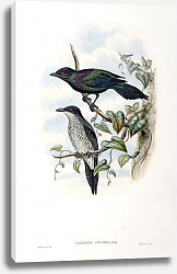 Постер Purple-throated Glossy Starling - Calornis gularis Постер Purple-throated Glossy Starling - Calornis gularis