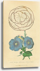 Постер Piccotee Mansleys Nulli Secundus, Franciscea Latifolia Постер Piccotee Mansleys Nulli Secundus, Franciscea Latifolia