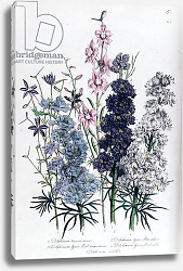 Постер Лудон Джейн (бот) Delphiniums, plate 3 from 'The Ladies' Flower Garden', published 1842 Постер Лудон Джейн (бот) Delphiniums, plate 3 from 'The Ladies' Flower Garden', published 1842