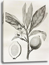 Постер Genipa americana. Created by Riou, published on Le Tour du Monde, Paris, 1864 Постер Genipa americana. Created by Riou, published on Le Tour du Monde, Paris, 1864