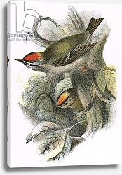 Постер Школа: Английская 20в. Goldcrest and Firecrest Постер Школа: Английская 20в. Goldcrest and Firecrest