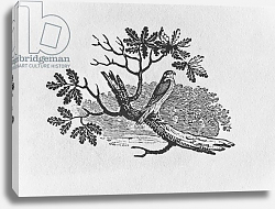Постер Бевик Томас The Sparrowhawk from the 'History of British Birds' Volume I, pub. 1797 Постер Бевик Томас The Sparrowhawk from the 'History of British Birds' Volume I, pub. 1797