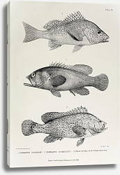 Постер Serranus sonnerati, Serranus striolatus, Pristipoma multimaculatum Постер Serranus sonnerati, Serranus striolatus, Pristipoma multimaculatum