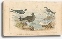 Постер Black Toed Gull, Richardson's Skua, Glaucous, Gull, Black Tern, Lesser Tern Постер Black Toed Gull, Richardson's Skua, Glaucous, Gull, Black Tern, Lesser Tern