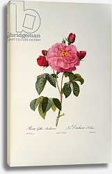 Постер Редюти Пьер Rosa Gallica Aurelianensis or the Duchess of Orleans from, 'Les Roses', 1821 Постер Редюти Пьер Rosa Gallica Aurelianensis or the Duchess of Orleans from, 'Les Roses', 1821