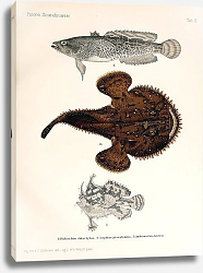 Постер Batrachus didactylus, Lophius piscatorius, Antennarius historio Постер Batrachus didactylus, Lophius piscatorius, Antennarius historio