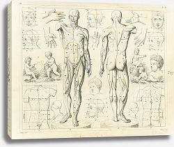 Постер Iconographic Encyclopedia: пропорции тела и мышцы Постер Iconographic Encyclopedia: пропорции тела и мышцы