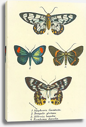 Постер Dysphania fenestrata, Sangala gloriosa, Milionia basalis, Euschema discalis Постер Dysphania fenestrata, Sangala gloriosa, Milionia basalis, Euschema discalis