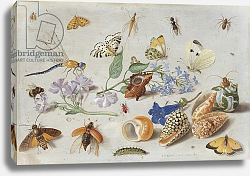 Постер Кессель Ян Butterflies and other Insects, 1661 Постер Кессель Ян Butterflies and other Insects, 1661