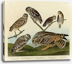 Постер 1-Burrowing Owl 2-Large-headed Burrowing Owl 3-Little night Owl 4-Columbian Owl 5- Short-eared Owl Постер 1-Burrowing Owl 2-Large-headed Burrowing Owl 3-Little night Owl 4-Columbian Owl 5- Short-eared Owl