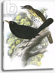 Постер Школа: Английская 20в. Song-Thrush and Blackbird Постер Школа: Английская 20в. Song-Thrush and Blackbird
