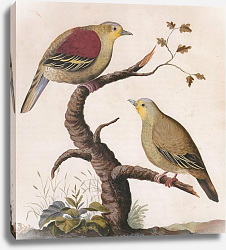 Постер Pompadour Green Pigeon (male and female) Постер Pompadour Green Pigeon (male and female)