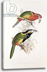 Постер Лир Эдвард Spotted Bill Aracari, 19th century Постер Лир Эдвард Spotted Bill Aracari, 19th century