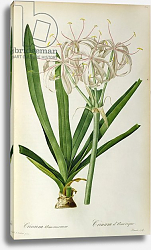Постер Редюти Пьер Crinum Americanum, from `Les Liliacees', 1805-16 Постер Редюти Пьер Crinum Americanum, from `Les Liliacees', 1805-16