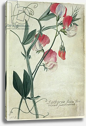 Постер Эгрет Джордж PD.113-1973.f1 Lathyrus Siculus Flore, c.1760-70 Постер Эгрет Джордж PD.113-1973.f1 Lathyrus Siculus Flore, c.1760-70