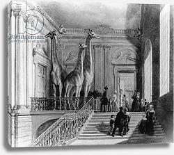 Постер Шарф Джордж (грав) Giraffes on the staircase in the British Museum, 1845 Постер Шарф Джордж (грав) Giraffes on the staircase in the British Museum, 1845