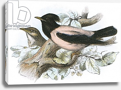 Постер Школа: Английская 20в. Rose coloured Starling Постер Школа: Английская 20в. Rose coloured Starling